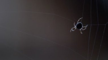 bir web Spider örgüleri