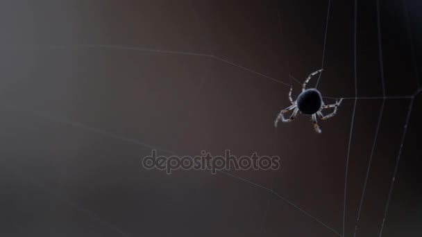 Spider weaves a web — Stock Video