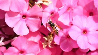 Wasp pembe phlox çiçek üzerinde
