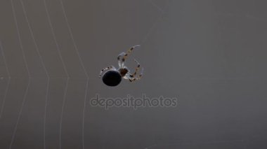 bir web Spider örgüleri