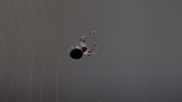 Aranha tece uma teia — Vídeo de Stock