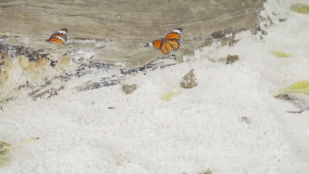 Papillon monarque sur la plage de sable — Video