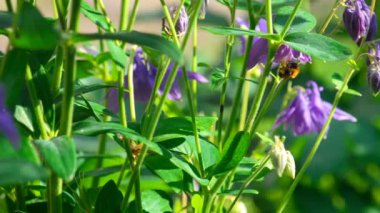 Bumblebee aquilegia çiçek