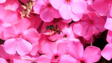 Wasp pembe phlox çiçek üzerinde