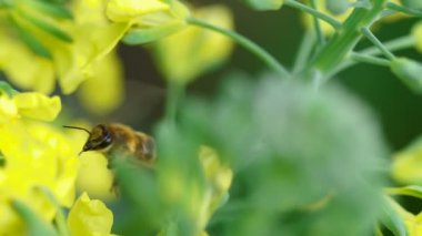 Brassica oleracea çiçek arıya