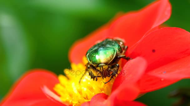 Cetonia Aurata on the Red Filia flower — стоковое видео