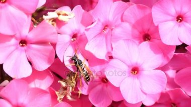 Wasp pembe phlox çiçek üzerinde