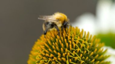 Bumblebee Ekinezya çiçek