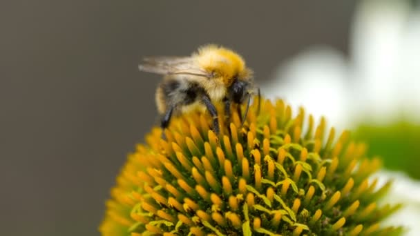 Bumblebee Ekinezya çiçek — Stok video