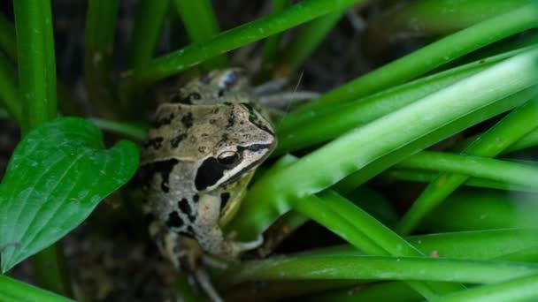 Tête de grenouille dans l'herbe gros plan — Video