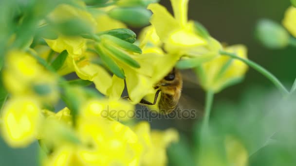 Bee on a flower of Brassica oleracea — Stock Video