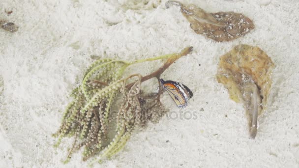 Mariposa monarca en la playa de arena — Vídeo de stock