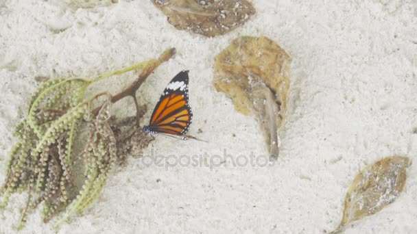 Monarch butterfly on sandy beach — Stock Video