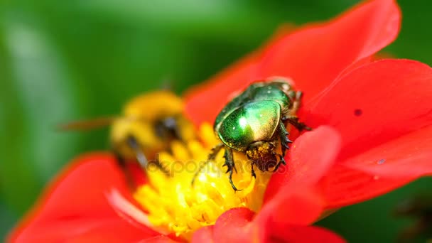 Cetonia Aurata στο λουλούδι κόκκινο Ντάλια — Αρχείο Βίντεο