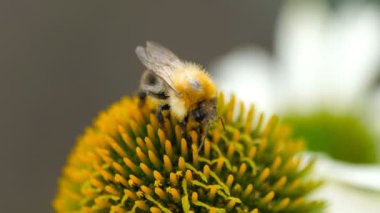 Bumblebee Ekinezya çiçek