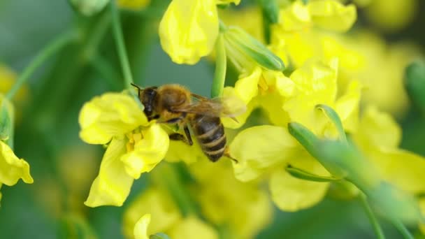 Biene auf einer Blume von Brassica oleracea — Stockvideo