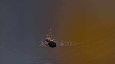 bir web Spider örgüleri