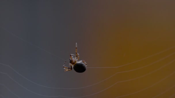 Павучок сплітає веб — стокове відео