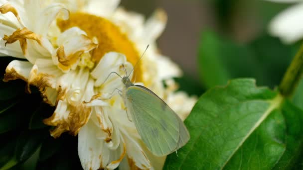 Pieris brassicae mariposa blanca — Vídeo de stock