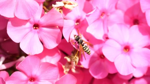 Guêpe sur les fleurs de phlox rose — Video