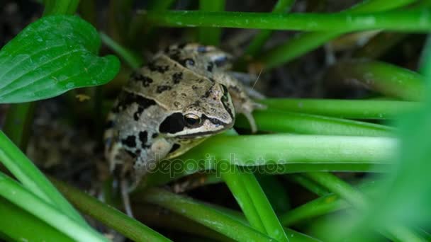 Tête de grenouille dans l'herbe gros plan — Video