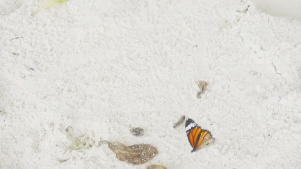 Mariposa monarca en la playa de arena — Vídeo de stock