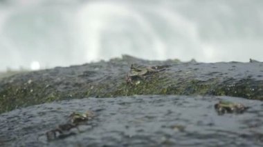 Sahilde rock üzerinde Yengeç