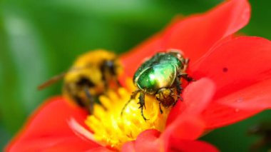Cetonia Aurata ve bumblebee kırmızı yıldız çiçeği çiçek