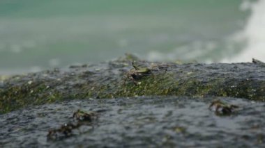 Sahilde rock üzerinde Yengeç