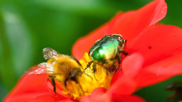 Cetonia Aurata y abejorro en la flor de la Dalia Roja — Vídeos de Stock