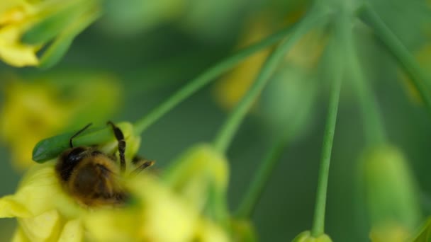 Abeja en una flor de Brassica oleracea — Vídeos de Stock