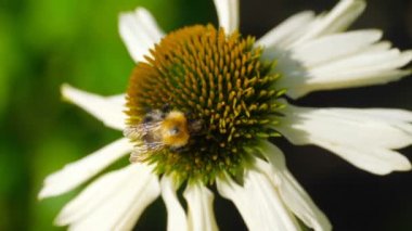 Bumblebee Ekinezya çiçek