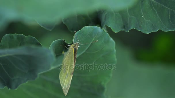 Butterfly laying eggs on green leaf — Stock Video