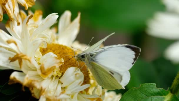Pieris brassicae borboleta branca — Vídeo de Stock