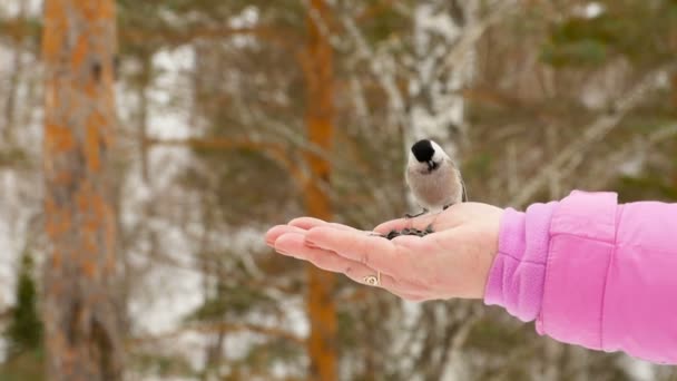 女性の手の中の鳥は、種を食べる — ストック動画