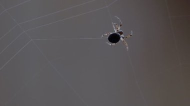 bir web Spider örgüleri