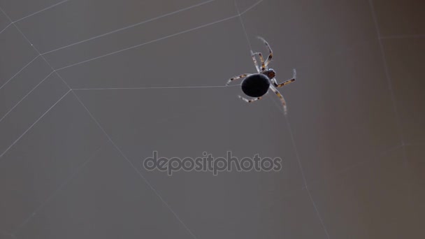 Spider weaves a web — Stock Video