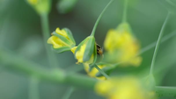 Abeille sur une fleur de Brassica oleracea 