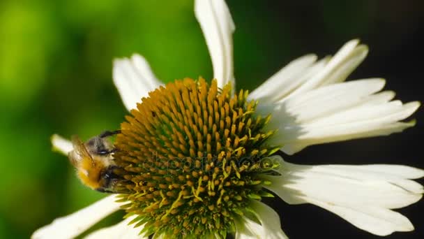 Mehiläinen Echinacea-kukassa — kuvapankkivideo
