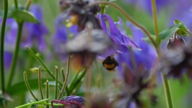 Bumblebee aquilegia çiçek