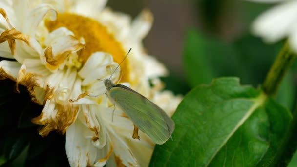 Pieris brassicae mariposa blanca — Vídeo de stock