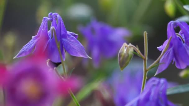 Hommel op bloem aquilegia — Stockvideo