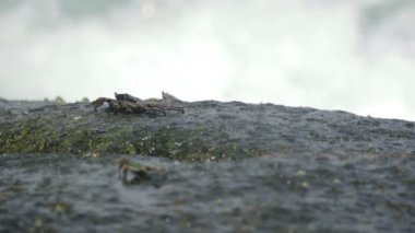 Sahilde rock üzerinde Yengeç