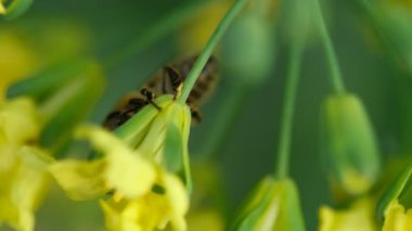 Brassica oleracea çiçek arıya