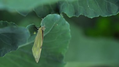Kelebek döşeme yumurta yaprak yeşil