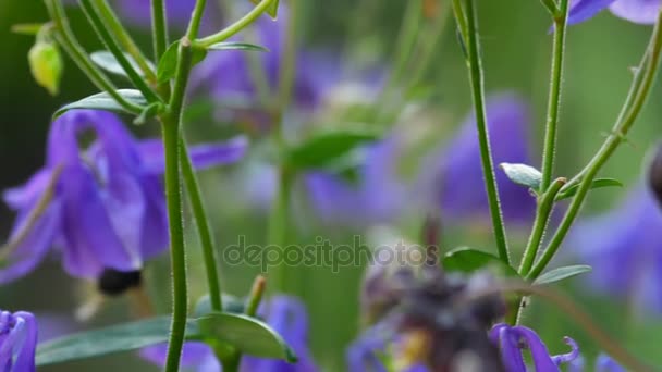 Abejorro en flor de aquilegia — Vídeos de Stock