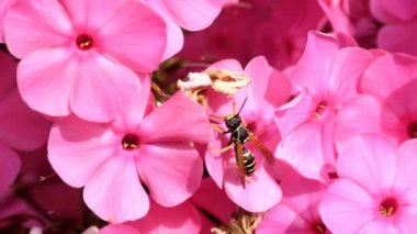 Wasp pembe phlox çiçek üzerinde