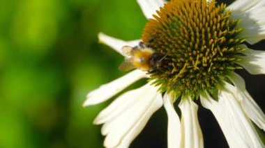 Bumblebee Ekinezya çiçek