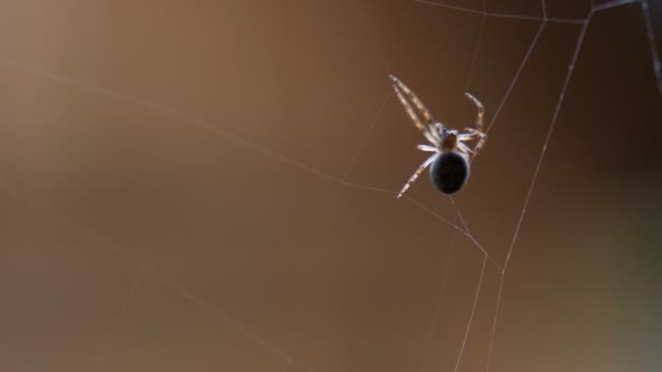 Aranha tece uma teia — Vídeo de Stock