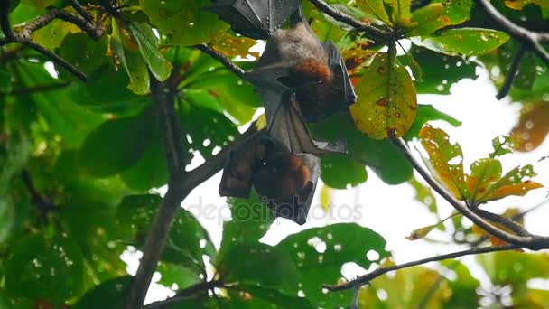 Zorros voladores colgando de una rama de árbol y lavando — Vídeo de stock